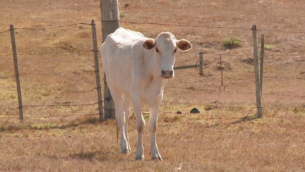 Governo federal anuncia desconto de 25% nas dívidas de agricultores atingidos pela estiagem no RS