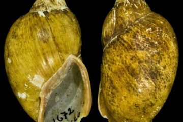 A riqueza da vida selvagem do Paraná: um tesouro de biodiversidade em