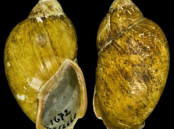 A riqueza da vida selvagem do Paraná: um tesouro de biodiversidade em