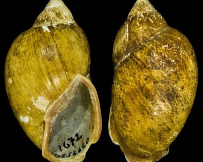 A riqueza da vida selvagem do Paraná: um tesouro de biodiversidade em