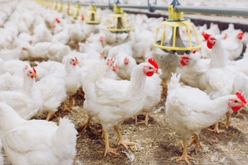 “Bloqueio temporário: China e União Europeia suspendem importação de frango brasileiro após