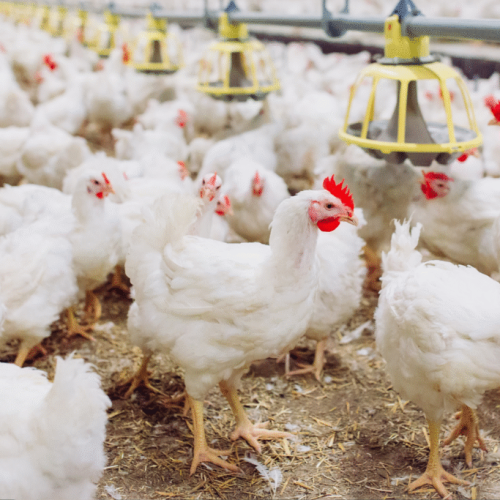 “Bloqueio temporário: China e União Europeia suspendem importação de frango brasileiro após