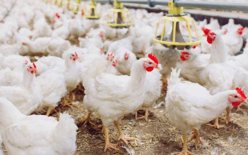 “Bloqueio temporário: China e União Europeia suspendem importação de frango brasileiro após