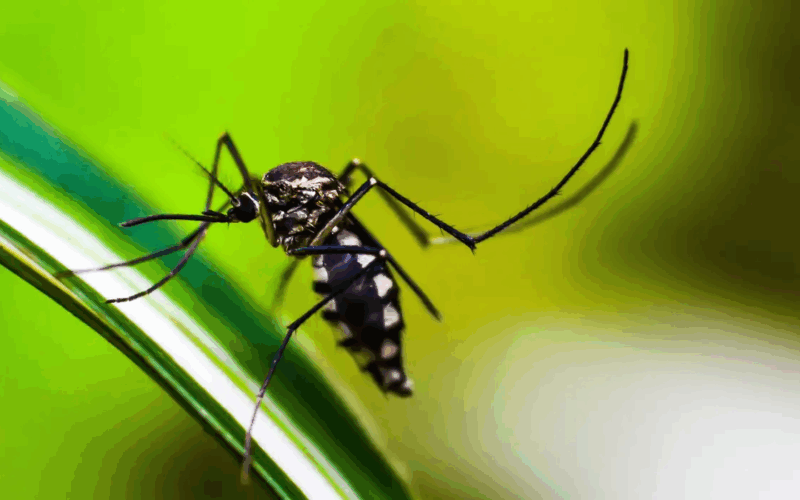 Casos de dengue no Paraná caem vertiginosamente em 2025, com redução de 85%