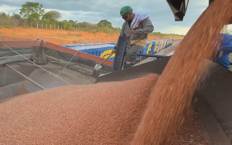 Transnordestina transporta 946 toneladas de sorgo em segundo teste operacional