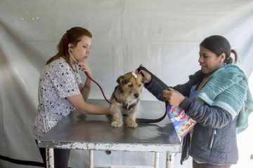Caminhão da Saúde Animal percorre 35 municípios do Paraná oferecendo vacinas gratuitas para pets