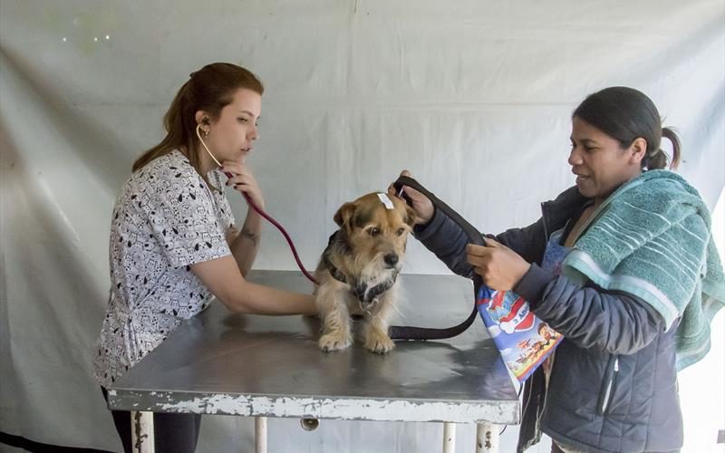 Caminhão da Saúde Animal percorre 35 municípios do Paraná oferecendo vacinas gratuitas para pets